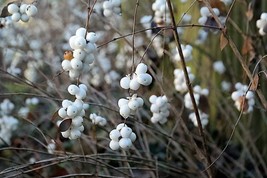 10 Dwarf Creeping Snowberry Shrub White Pink Flower Symphoricarpos Mollis Seeds  - $10.60