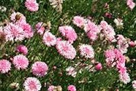 Bachelor Button, Tall Pink Seeds, 200 Seeds, Beautiful Bright Pink Colored Bloom - £4.78 GBP