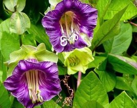 5 Cup &amp; Saucer Vine Cathedral Bells Cobaea Scandens Climber Purple Hummingbird F - $10.45