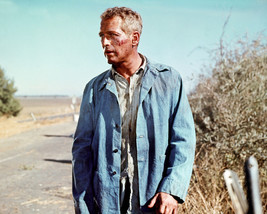 Paul Newman 8x10 Photo in denims as Cool Hand Luke - £6.26 GBP