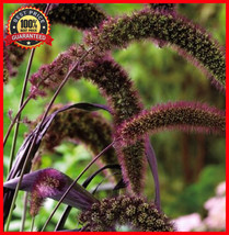 100 Seeds RED JEWEL MILLET Setaria Italica Ornamental Grass Seed- Rare - Exotic - $30.00