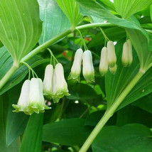 10 pcs Fallopia multiflora (Thunb.) Harald Polygonum Multiflorum Seeds FRESH SEE - £4.78 GBP