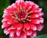 Zinnia Elegans Ice Queen Bi Colored Petals 25 Seeds - $8.99