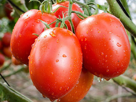 100+ Roma Heirloom Tomato seeds Fresh Vegetable garden seeds From US - £7.10 GBP