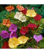 25 Four O&#39;Clock Mix Mirabelis Morning Glory Self Seeding Annual Flower S... - $22.44 CAD