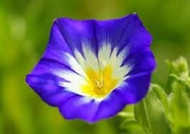 25 Seeds Ensign Royal Blue Morning Glory Flower Seeds / Perennial / Convolvulus - £11.10 GBP