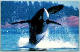 Greenpeace Advertising Killer Whale Orca Unused UNP Chrome Postcard G7 - £6.07 GBP