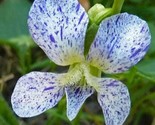 Viola Freckles 20 Seeds White/China Blue Freckled - Edible - $6.58
