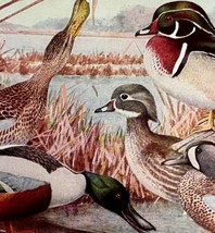 Shoveller Teal Wood Ducks Birds Print Fuertes 1917 Color Plate Art DWX7C - £23.42 GBP