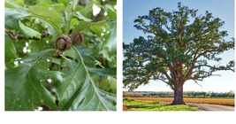 Live Plant - Bur Oak Tree (Burr Oak) - 24-36&quot; Tall Seedling - Quercus macrocarpa - £55.48 GBP