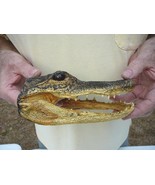 (G-Def-113) 6-1/8&quot; Deformed Gator ALLIGATOR Aligator HEAD teeth TAXIDERM... - $1,394.56 MXN
