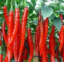 Cayenne Chilli pepper, VERY HOT &amp; LONG HEIRLOOM 30+ Seeds, Organic, Grow... - £3.42 GBP