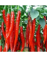 Cayenne Chilli pepper, VERY HOT &amp; LONG HEIRLOOM 30+ Seeds, Organic, Grow... - £3.39 GBP
