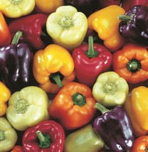 Fresh Garden Bell Pepper Collection | Organic Seeds - £21.16 GBP