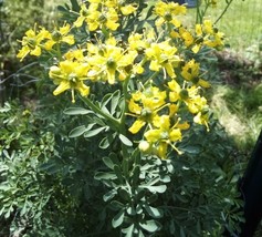 20 Seeds Rue Ruta GraveolensFrom US - $8.35