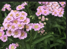  LOVE PARADE YARROW  Pink Flower 50 Seeds - $9.99