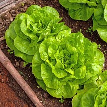 Buttercrunch Butterhead Lettuce Lactuca Cos Bibb Leaf Greens Fresh Seeds USA - £11.87 GBP