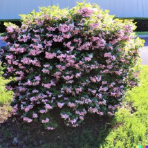 100 Weigela Florida Bush Seeds An Old Fashioned Pink White Flower Shrub ... - $9.95
