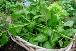 50 Seeds Spinach New Zealand Non-Gmo - £8.04 GBP