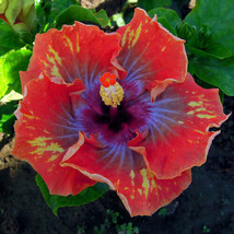 JGBOS Sell 20 Orange Purple Yellow Hibiscus Seeds Flowers Flower Seeds Perennial - £7.09 GBP