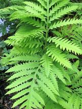 1000 Sensitive Fern Onoclea Sensibilis Aka Bead Sympathy Spores Seeds Fresh USA  - £12.50 GBP