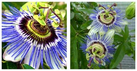 Passiflora Caerulea Passion Flower Hardy Blue Crown Small Rooted Starter Plant - £32.25 GBP