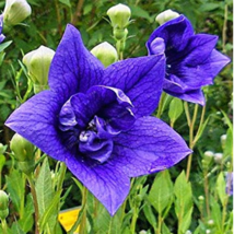 Blue Balloon Flower Bonsai Platycodon Grandiflorus Bonsai Flower Bonsai Plants 1 - £8.70 GBP