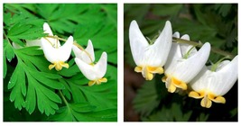 Dicentra cucullaria - 5 Dutchman&#39;s Breeches Bulbs/Root Systems, Bleeding... - $82.99