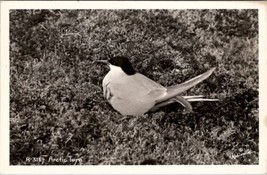 RPPC Beautiful Fern Bird Photo by Robinson Postcard A24 - $7.95