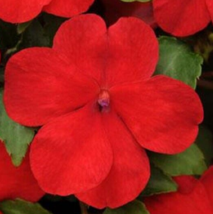 50 Pc Seeds Impreza Red Impatiens Flower Plant, Impatiens Seeds for Planting |RK - £16.83 GBP
