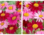 Mixed Colors Pyrethrum 50 Seeds - $34.93