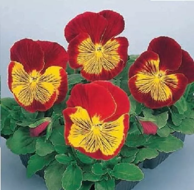 Pansy Seeds Pansy Whiskers Red Gold 25 Seeds Viola Seeds Cat Whiskers - £11.39 GBP