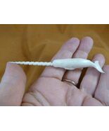Whale-w128 little white Narwhal Whale of shed ANTLER figurine Bali sea u... - $1,962.63 MXN