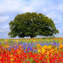 Wildflower Texas Oklahoma Mix Seeds 7g Seeds New Fresh Garden - $11.98
