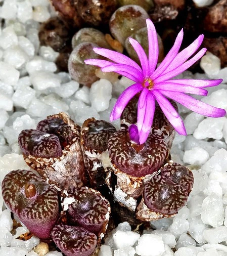 Conophytum Rubrolineatum, rare mesembs exotic rock living stones seed50 ... - $13.56