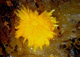 BOLTWOODITE - Beautiful Sprays - Goanikontes, NAMIBIA - €274,91 EUR BOLTWOODITE - Beautiful Sprays - Goanikontes, NAMIBIA - €274,91 EUR