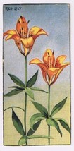 Cowan Co Toronto Card Red Lily Wild Flowers Of Canada - £7.55 GBP