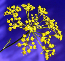 BStore 900 Seeds Long Island Mammoth Dill Anethum Graveolens Herb Flower - £7.10 GBP