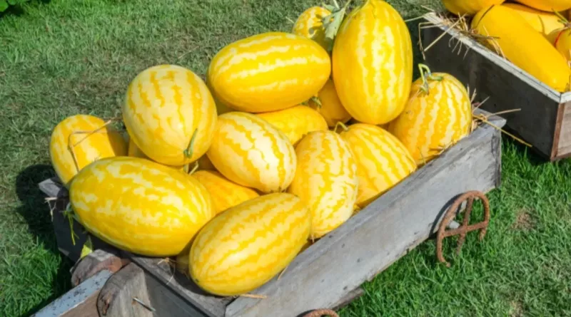50 Gold In Gold Hybrid Watermelon Seeds for Planting - $8.25