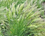 500 Seeds Prairie June Grass Seeds Native Ornamental Drought Heat Cold C... - $8.99