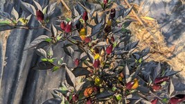 Purple Flash Ornamental Hot Pepper Seeds-Dark Leaves, Purple Fruit Ripen... - €3,01 EUR+