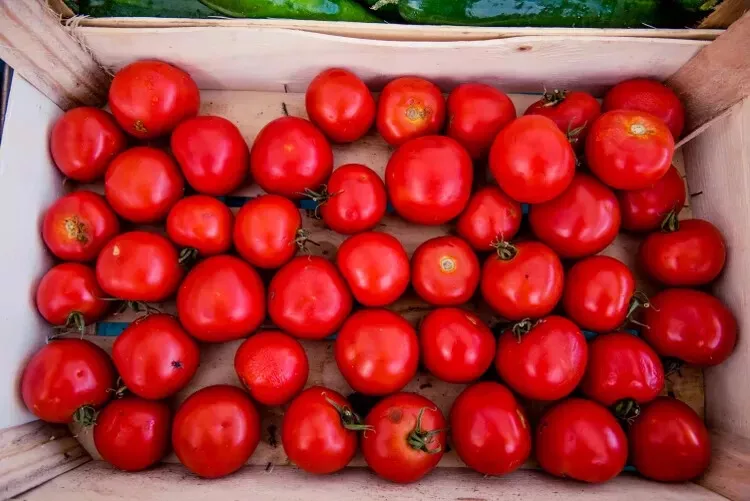 50 Seeds Manitoba Tomato Vegetable Edible Canning Gardening Fresh USA Seller - £10.05 GBP