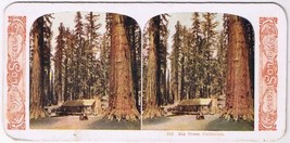 Stereo View Card Stereograph Big Trees California - £3.90 GBP