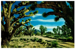 Joshua Tree Forest Cactus Postcard Posted 1968 - £5.14 GBP