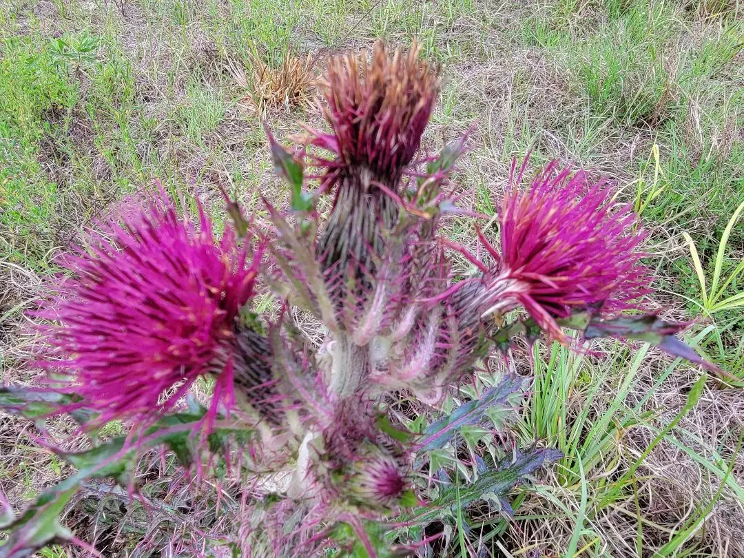 Best 25 of Purple  Yellow Thistle Seeds Cirsium Horridulum Florida Nativ... - $3.88