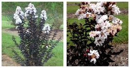 NEW! Ebony and Ivory Crape Myrtle Tree - Live Plant - ( 2.5 QT ) - $69.99
