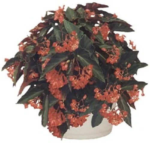 Angelwing Begonia &quot;Torch Red&quot; Well Rooted Starter Plant Ships Without Pot Garden - $35.98