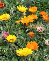 New Fresh Seeds 50 Gazania Seeds Gazoo Mix Seeds Flower Seeds USA Seller - £19.05 GBP