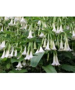 Giant White Brugmansia Angel Trumpet Plant Fragrant Large White Flowers Fresh Ga - $977.00 MXN
