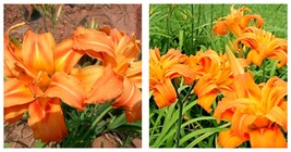 Hemerocallis fulva &#39;Kwanso&#39; - 3 Double Orange Bloom Daylily Fans/Root Sy... - £58.98 GBP